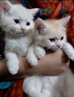 Adorable cute loving and Playful 2 kittens available for sale Adoption