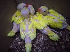 yellow parrot cheks for sale
