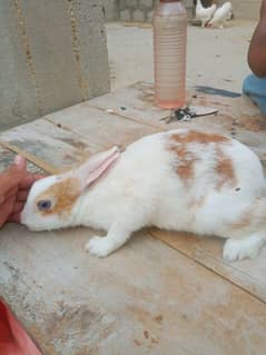 rabbits for sale ( khargosh ) 0
