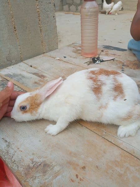 rabbits for sale ( khargosh ) 0