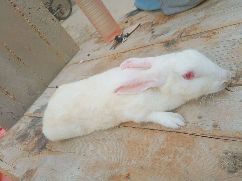 rabbits for sale ( khargosh ) 2