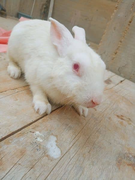 rabbits for sale ( khargosh ) 3
