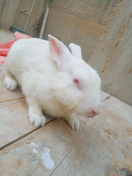 rabbits for sale ( khargosh ) 4