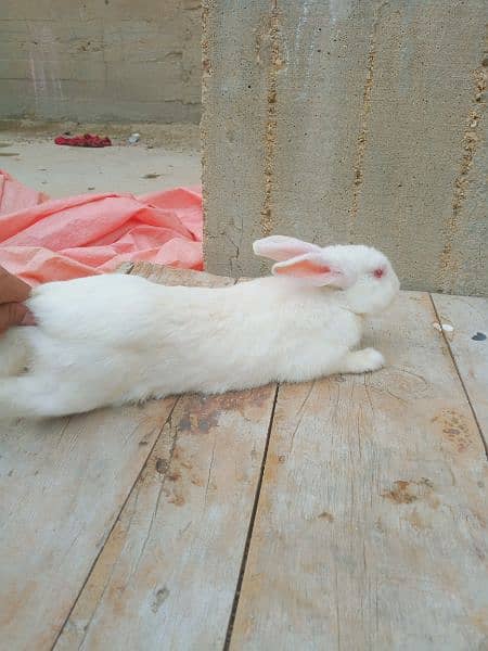 rabbits for sale ( khargosh ) 5