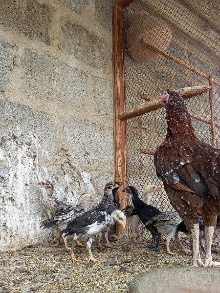 Aseel Female With Chicks 4