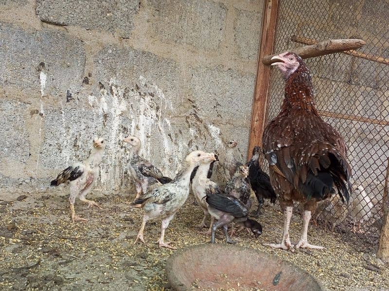 Aseel Female With Chicks 5