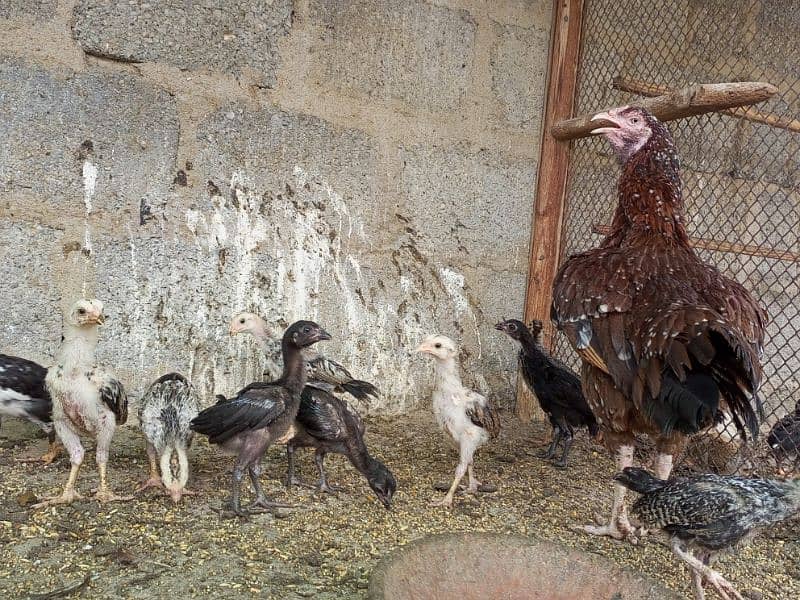 Aseel Female With Chicks 6