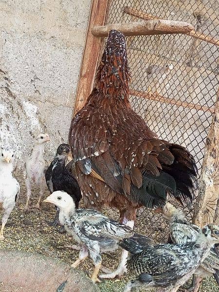 Aseel Female With Chicks 8