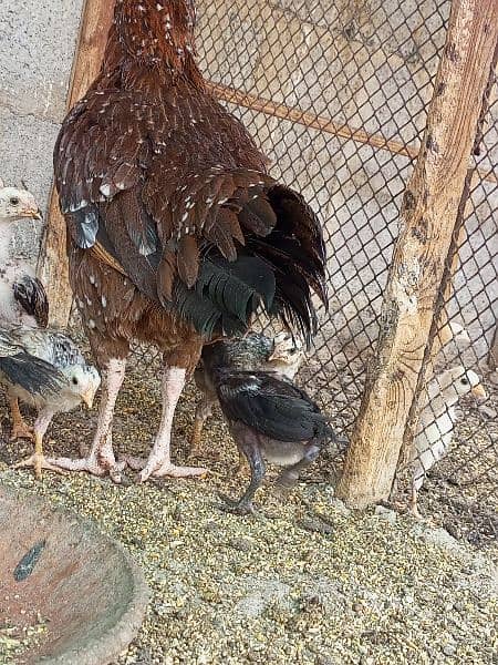Aseel Female With Chicks 12