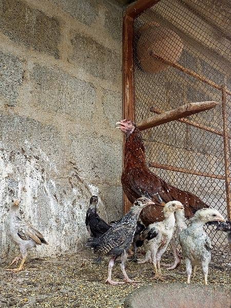 Aseel Female With Chicks 13