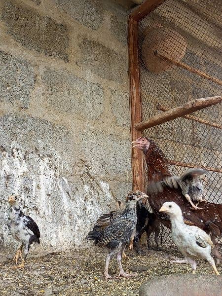 Aseel Female With Chicks 15