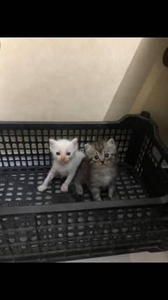 40 days baby hn kittens  2 male 1 white 1 smoki only call 03211165562