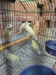Lutino and common gouldian pathy colour washing start 0