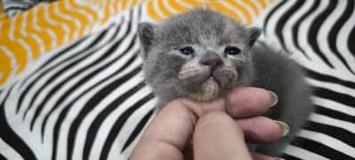 Pure British Short Hair Kittens