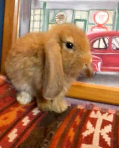 Pure bred Holland Lop