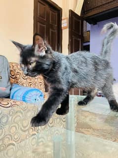 Persian Cat Pair Black/Grey