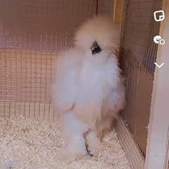 White Silkie chicks Available Age 1 month Breeder Quality Attached