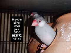 Jawa birds
