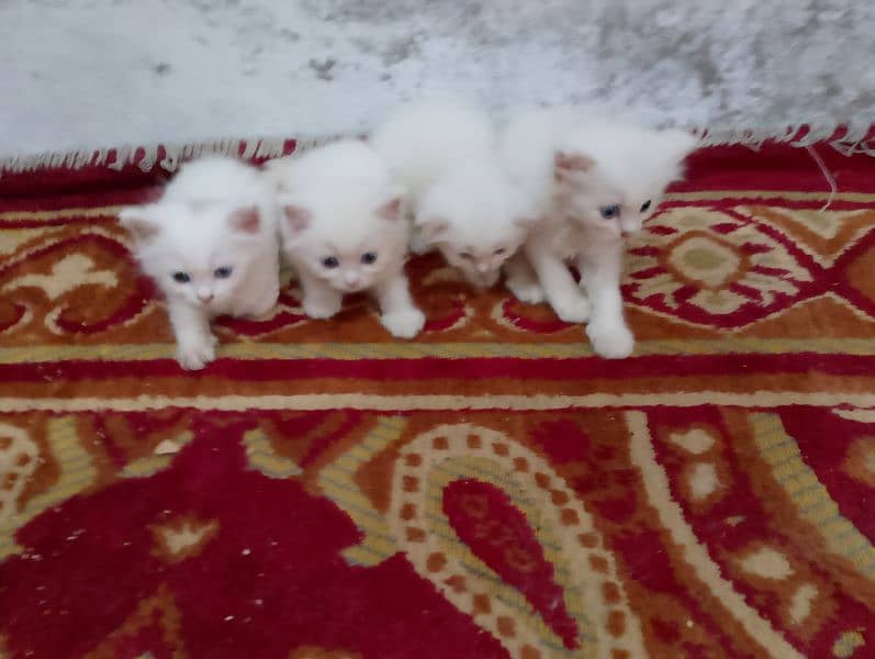 Blue eyes Persian 4 kittens Available For Sale little Washroom train 0