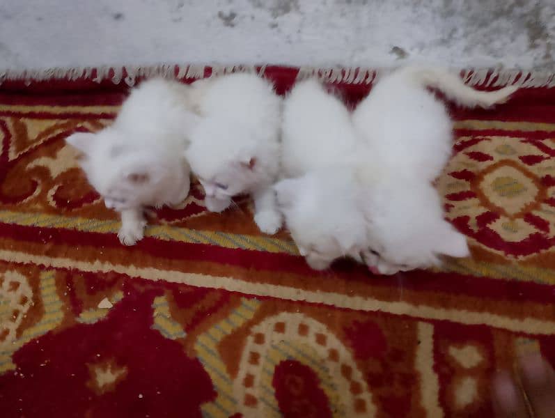 Blue eyes Persian 4 kittens Available For Sale little Washroom train 1