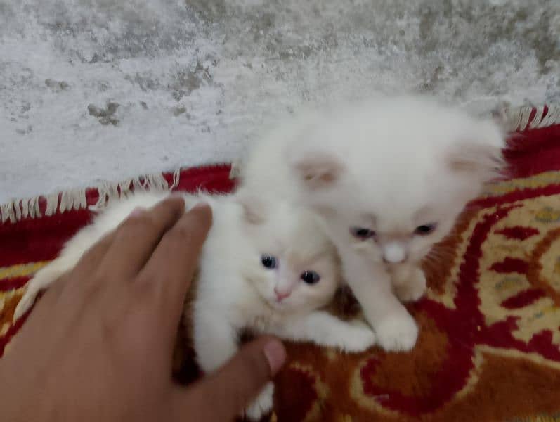 Blue eyes Persian 4 kittens Available For Sale little Washroom train 2