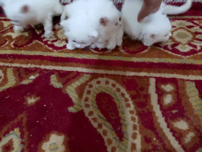 Blue eyes Persian 4 kittens Available For Sale little Washroom train 3