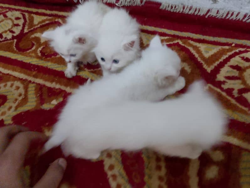 Blue eyes Persian 4 kittens Available For Sale little Washroom train 4