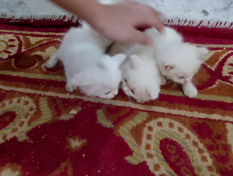 Blue eyes Persian 4 kittens Available For Sale little Washroom train 5