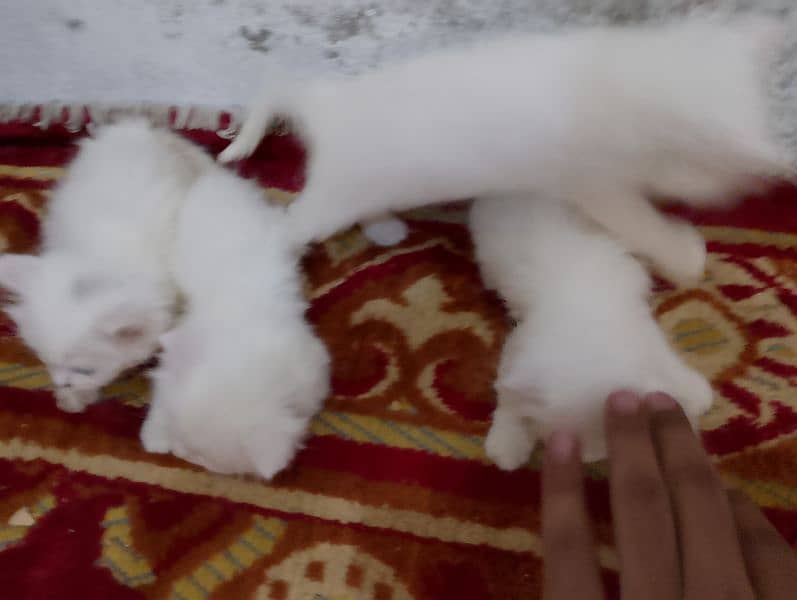 Blue eyes Persian 4 kittens Available For Sale little Washroom train 6