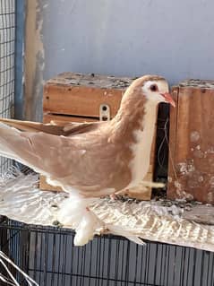 German Bloodline Sherazi Lahore Pigeon