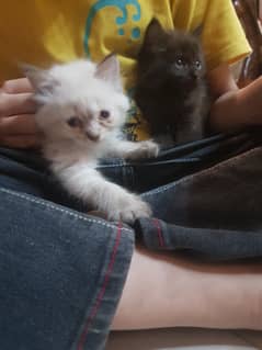 Persian Kittens Tripple Coated