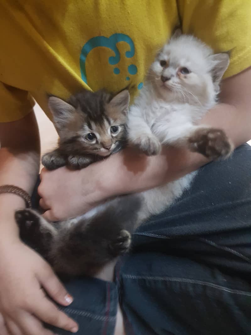 Persian Kittens Tripple Coated 1