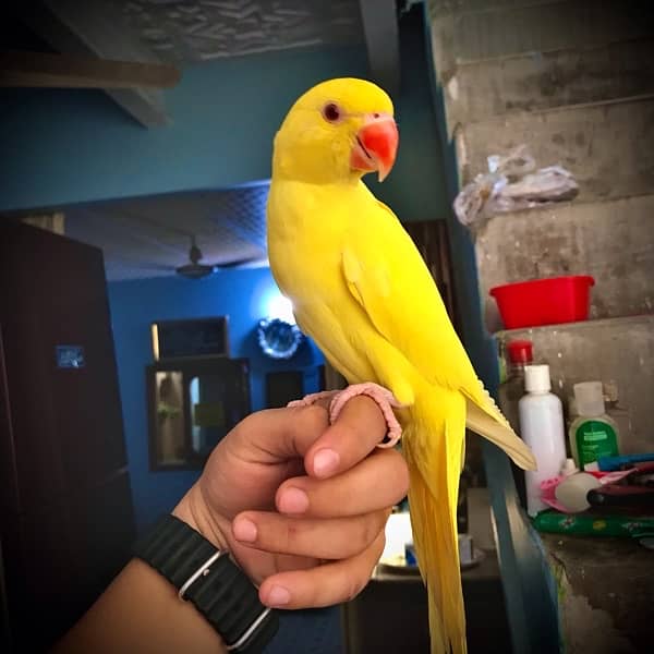 yellow ringneck parrot 3