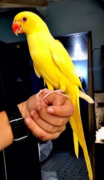 yellow ringneck parrot 4