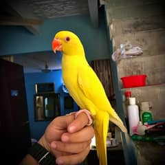 yellow ringneck parrot