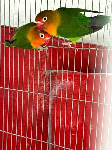 cocktail and love  birds breeder pair 10