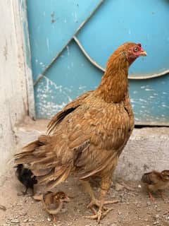 Aseel murgi with 6 chicks
