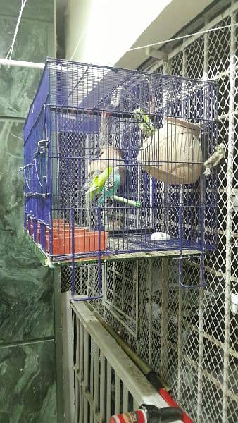 bird cage 3