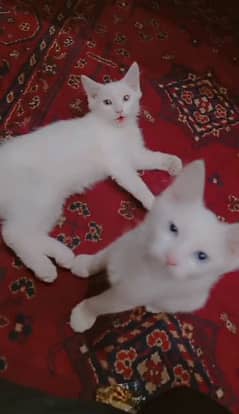 Persian Cat Male Or Female 0