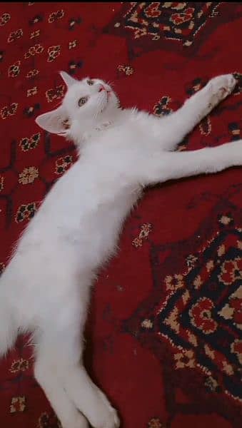 Persian Cat Male Or Female 1