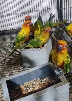 Sun conure Red factor pathy. 0312.1717604 0323.6026981