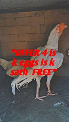 Hera Aseel Male k sath eggs free
