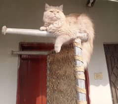 Stunning Persian Male Cat, Punch face , Triple coat