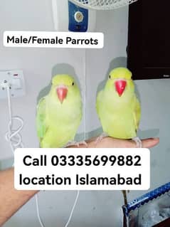 Single 5500 Fixed Hand Tamed Green Ring Neck Parrot's Male/Female 0