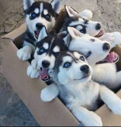 Siberian Husky puppies for sale jazakallah