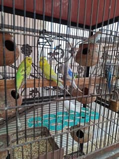 australian parrots with cage for sale