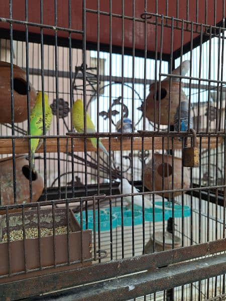 australian parrots with cage for sale 3