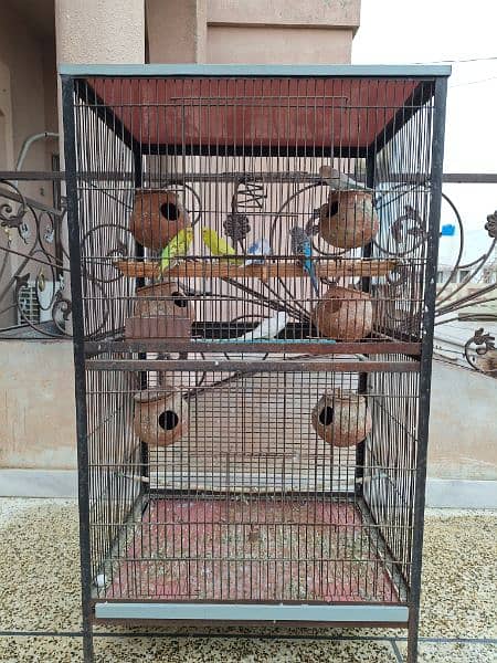 australian parrots with cage for sale 4