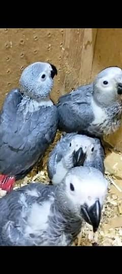 African grey parrot cheeks for sale 03360622825