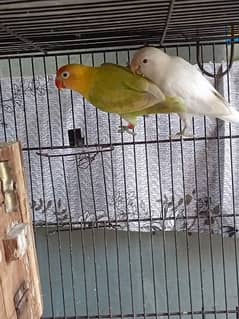 breeder pairs exchang possible with raw chick or other big parrot chik